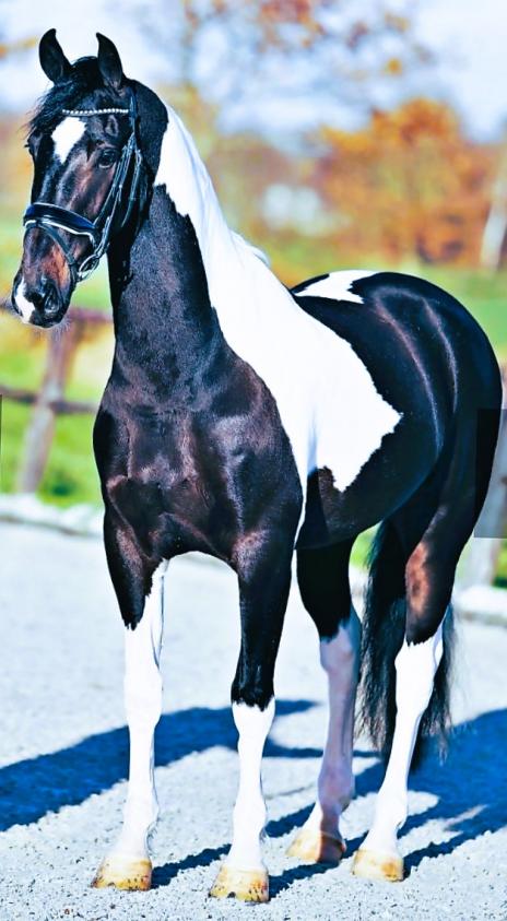View Friesian horse purchasing details for SANTOS